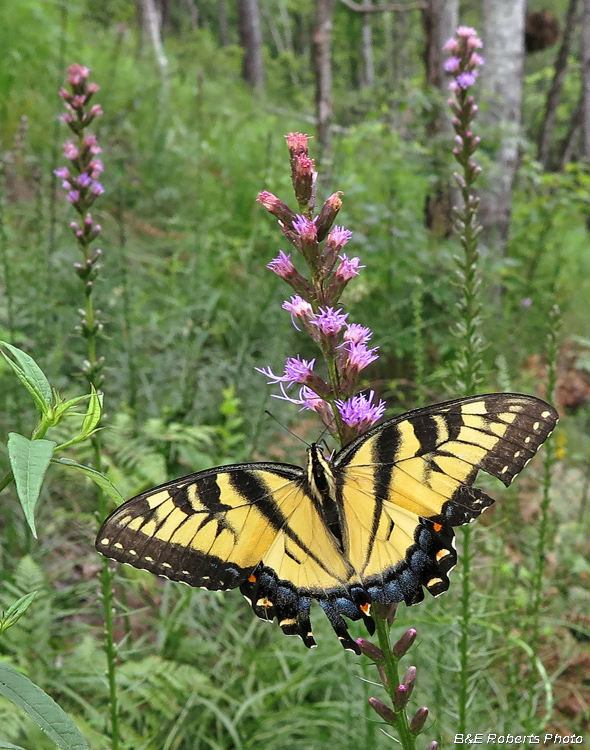 Swallowtail_Liatris