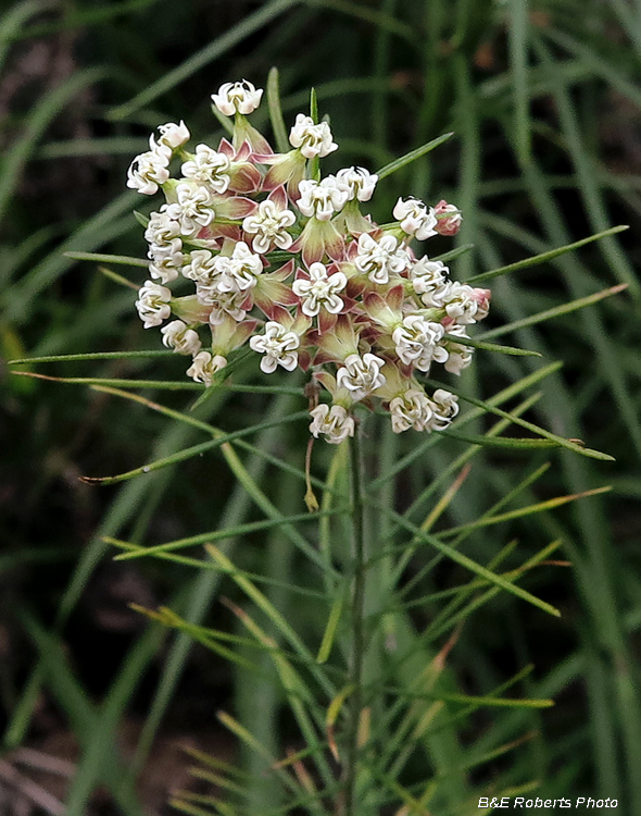 Whorled_Milkweed