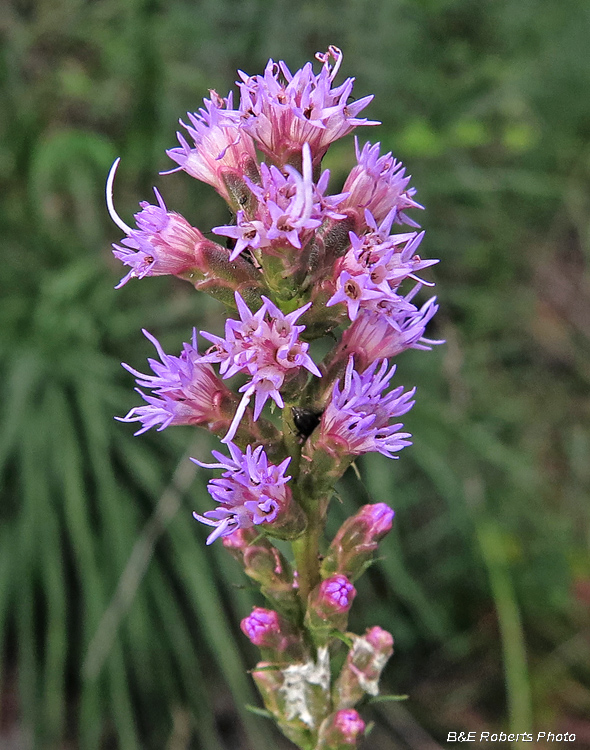 Liatris