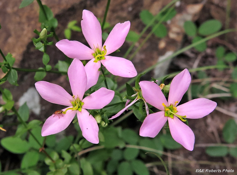 Sabatia