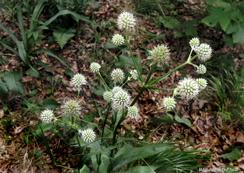 Rattlesnake_Master