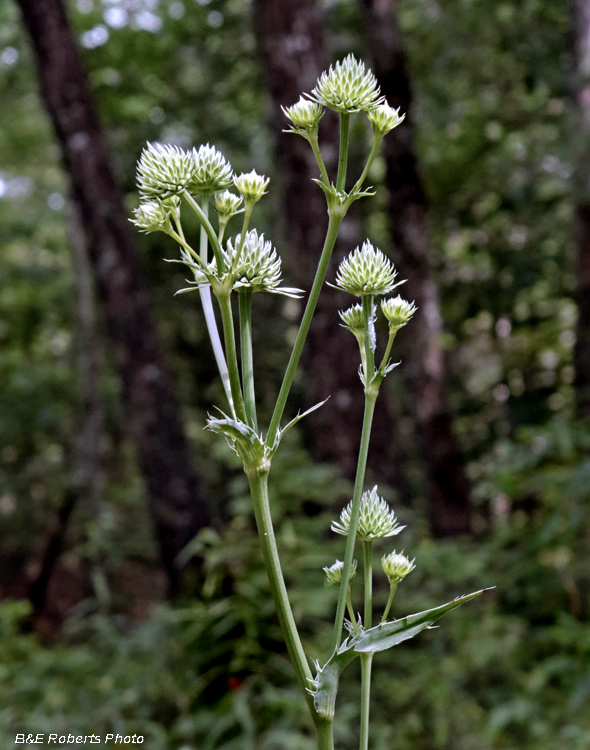 Rattlesnake_Master