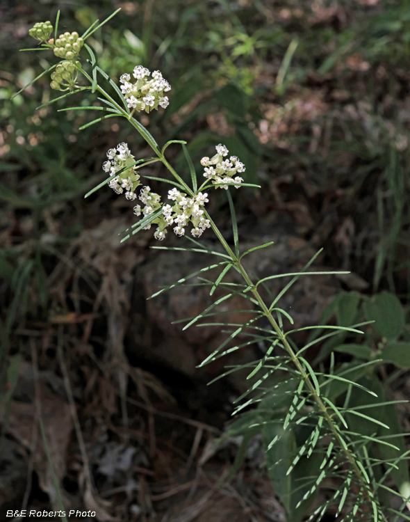 Asclepias_verticillata