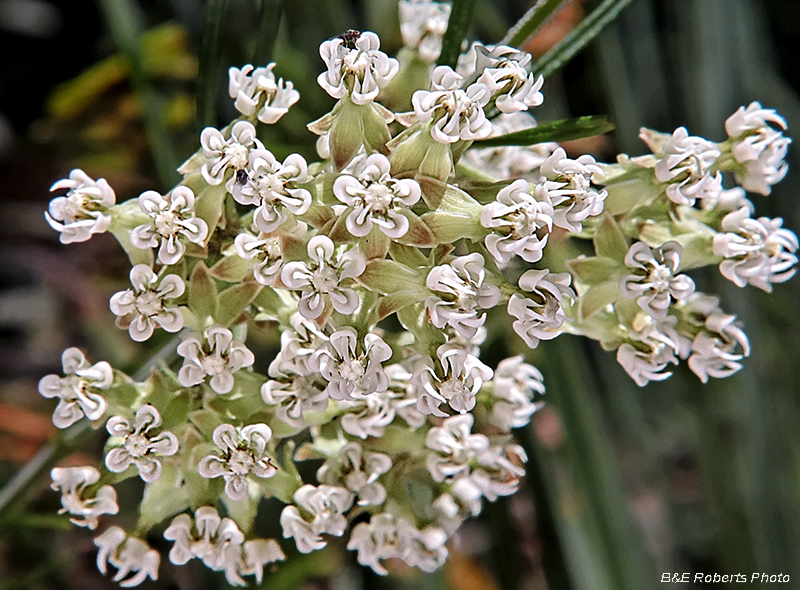 Asclepias_verticillata