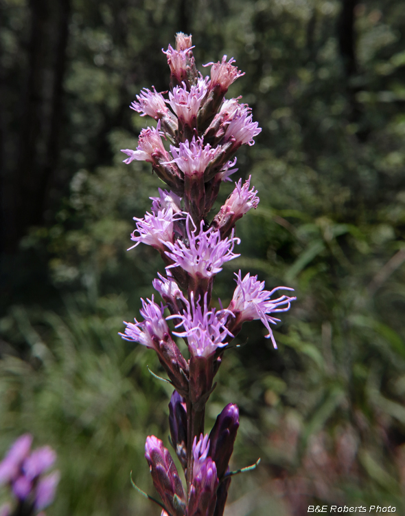 Liatris