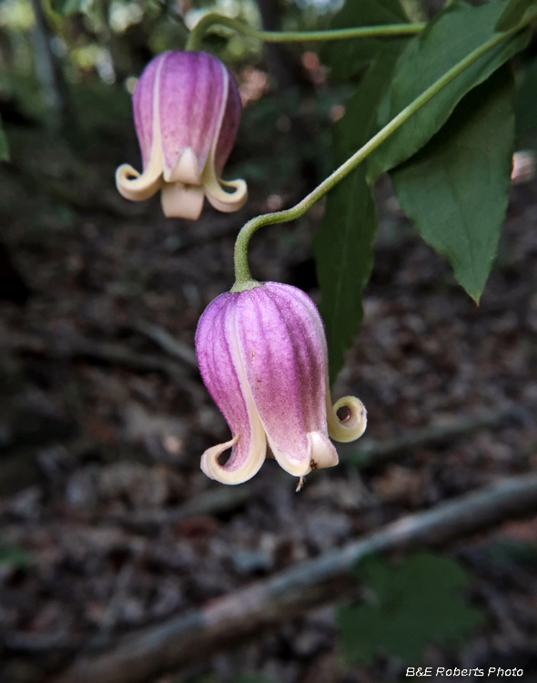 Clematis_viorna