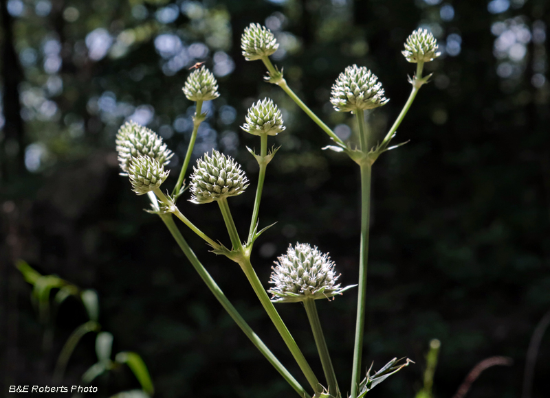 Rattlesnake_Master