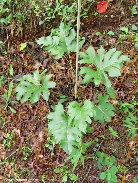 Silphium