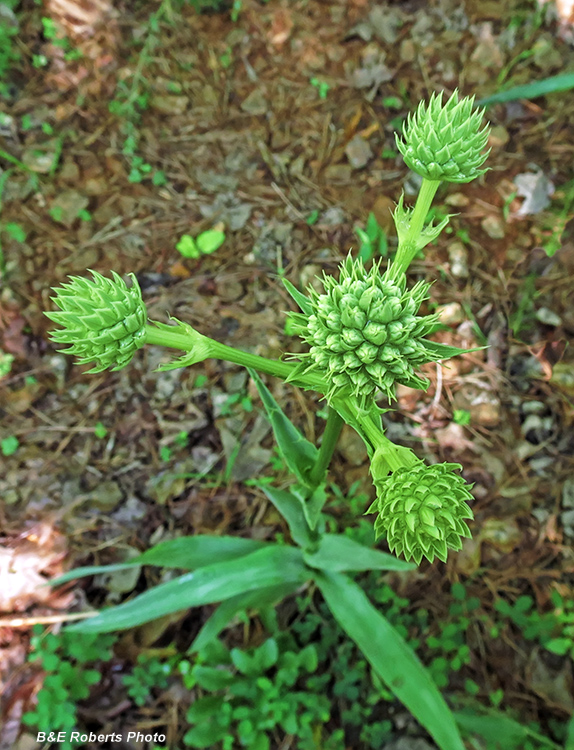 Rattlesnake_Master