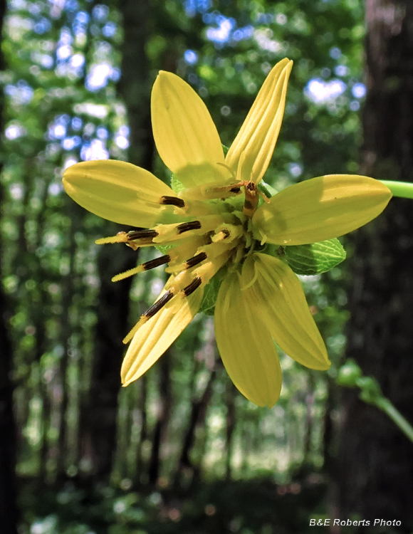 Silphium