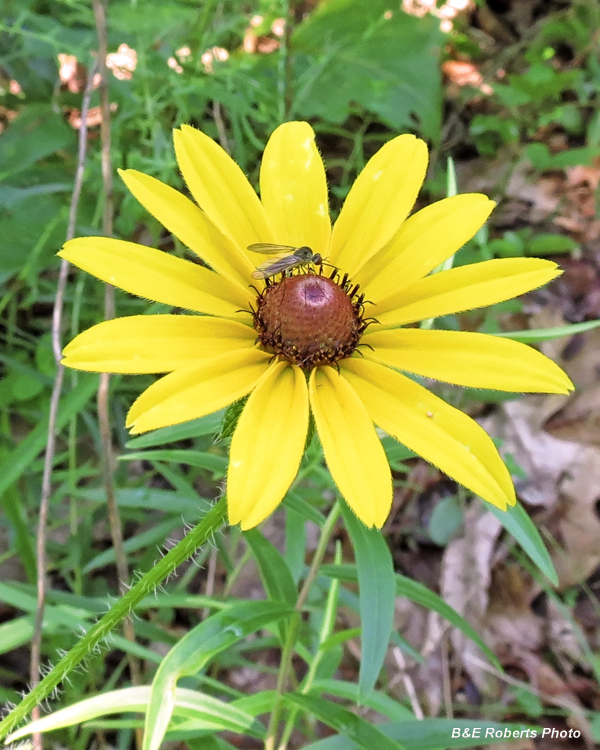 Blackeyed_Susan