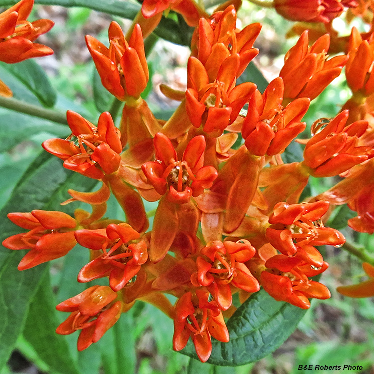 Butterfly-weed