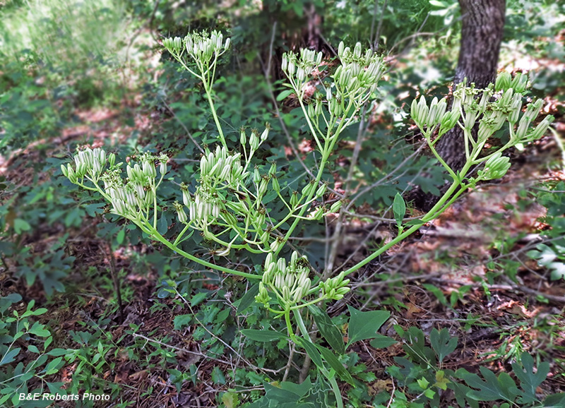 Pale_Indian_Plantain