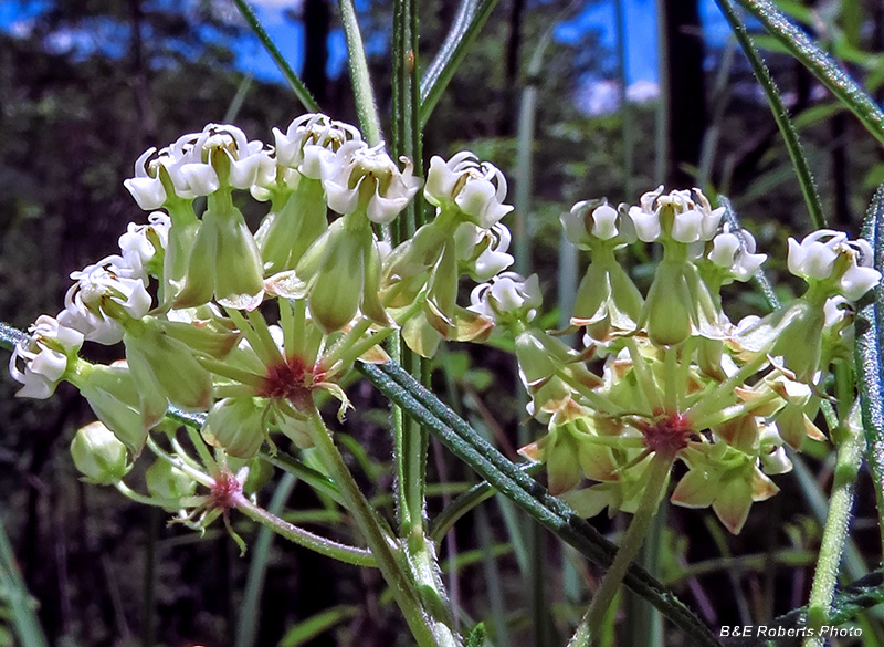 Whorled_Milkweed