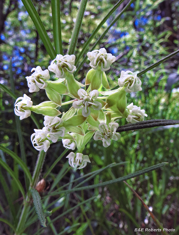 Whorled_Milkweed