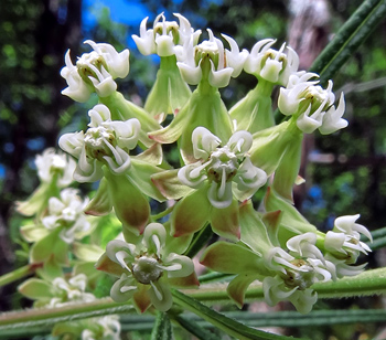 whorled_milkweed