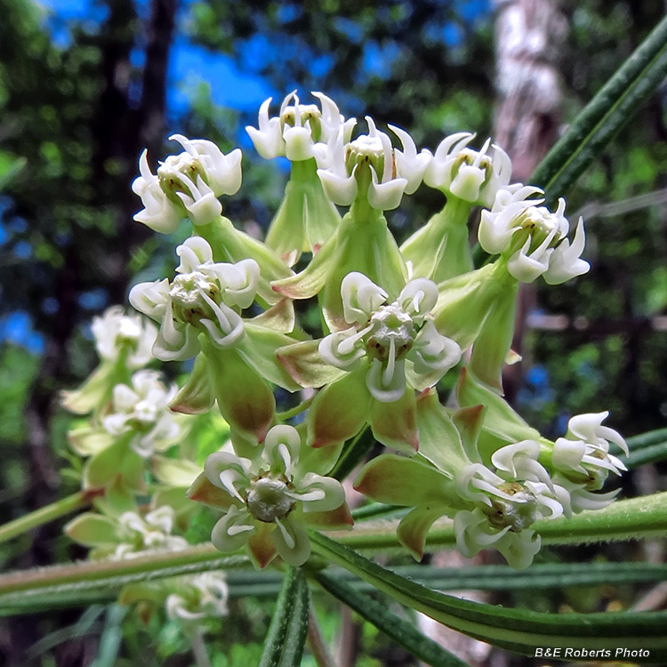 Whorled_Milkweed