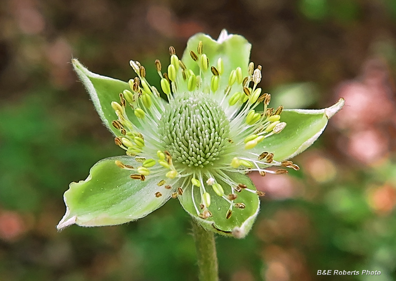 Thimbleweed