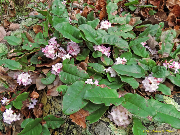 Trailing_Arbutus