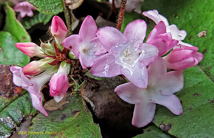 Trailing_Arbutus