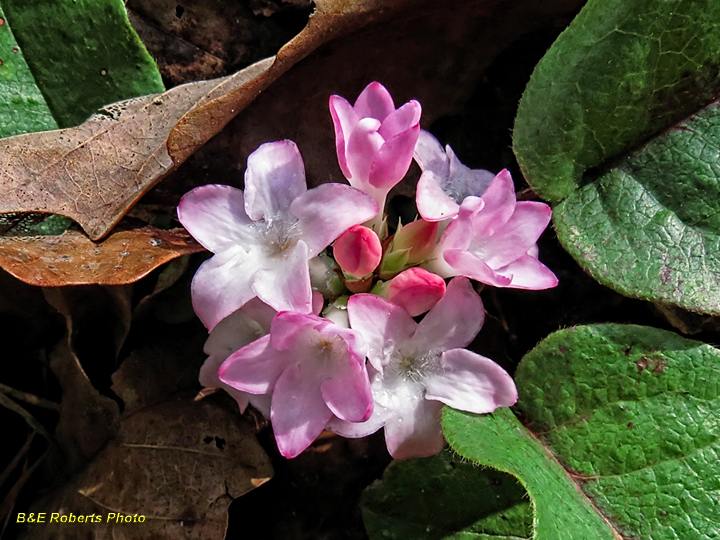 Trailing_Arbutus