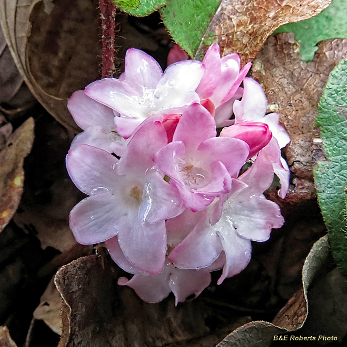 Trailing_Arbutus