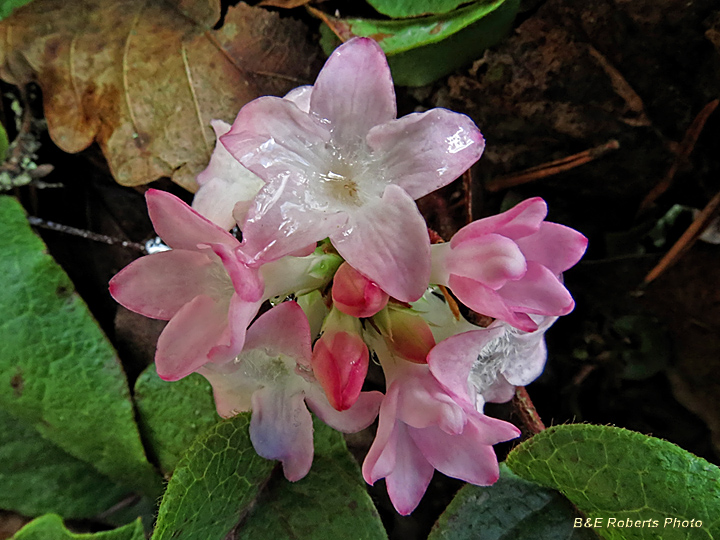 Trailing_Arbutus