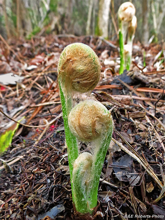 Fiddleheads