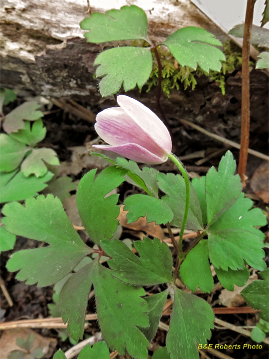 Pink_Wood_Anemone