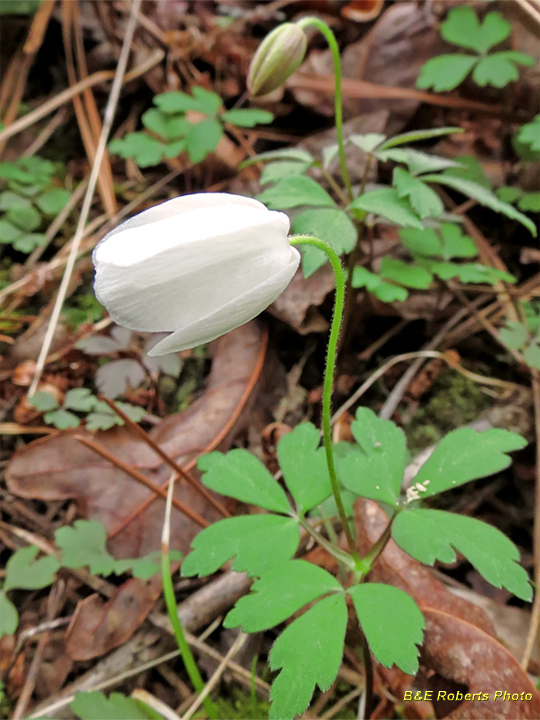 Wood_Anemone