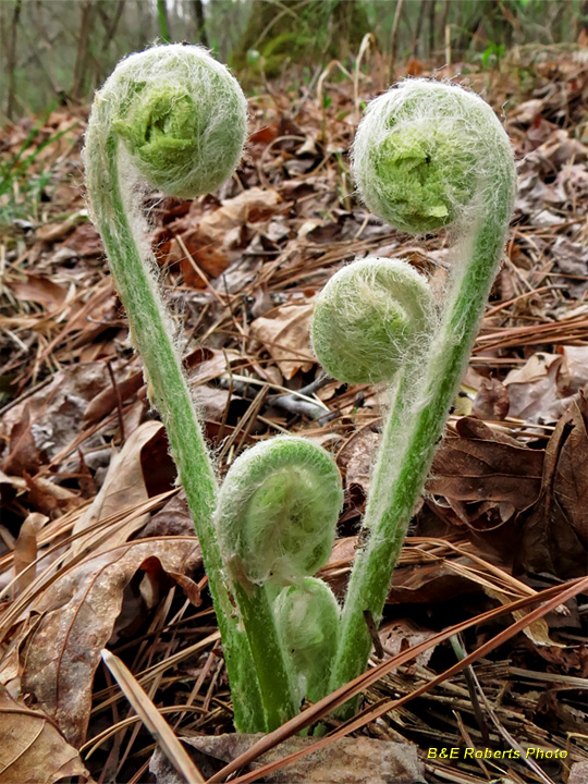 Fiddleheads