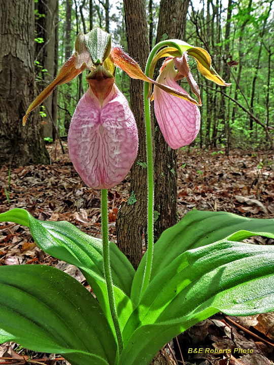 Lady_Slippers