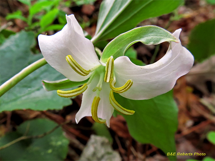 Trillium