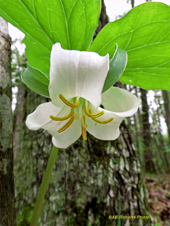 Trillium