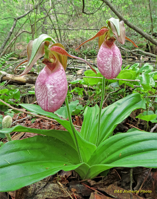 Lady_Slippers