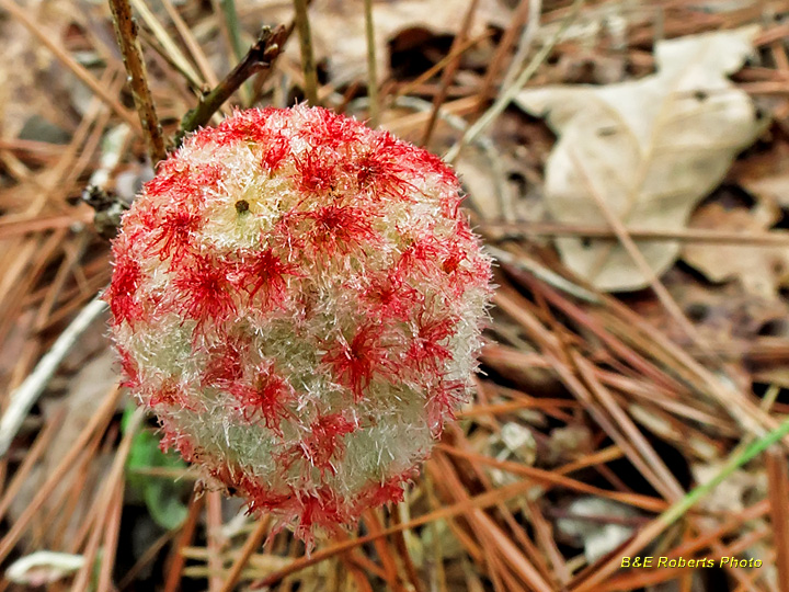 Strawberry_Oak_Gall