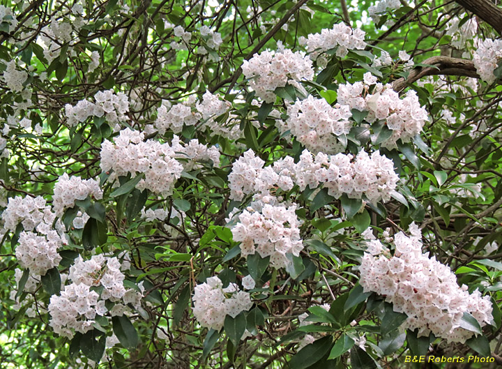 Mountain_Laurel