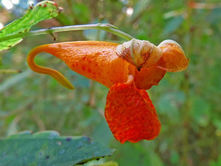 Jewelweed