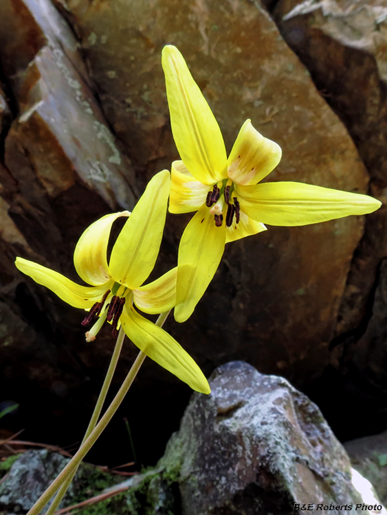 Trout_Lily