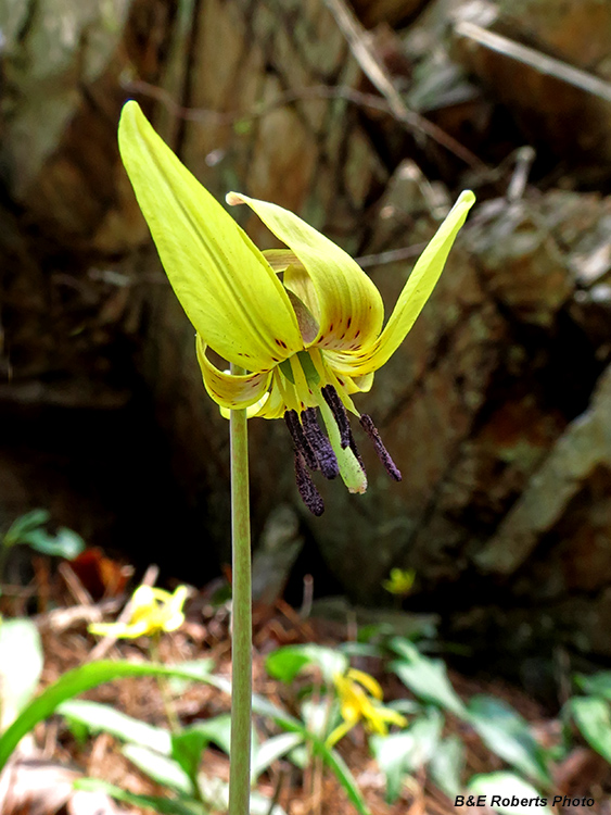 Trout_Lily