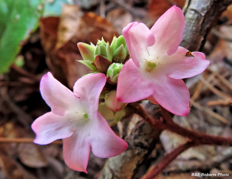 Trailing_Arbutus