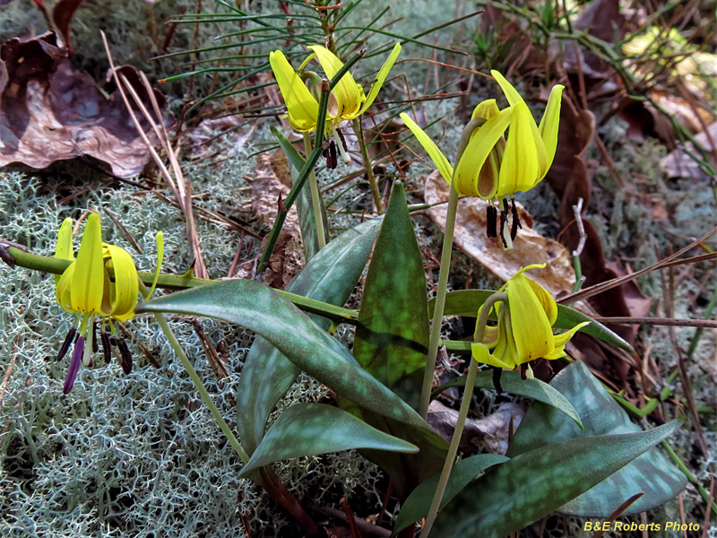 Trout_Lilies