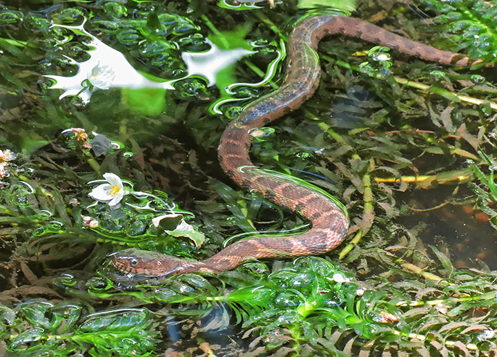 Water_snake