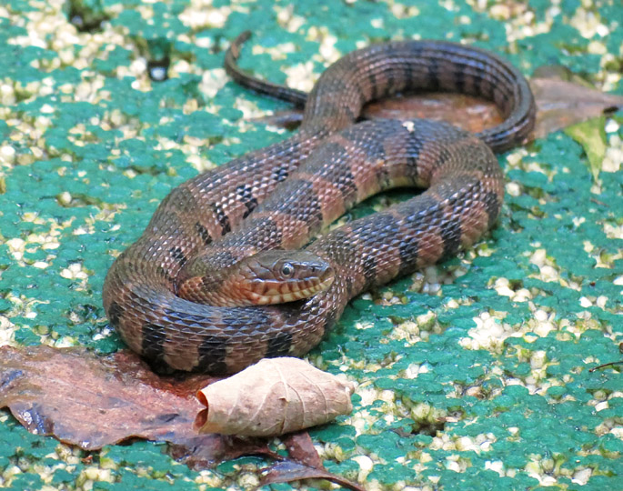 Watersnake