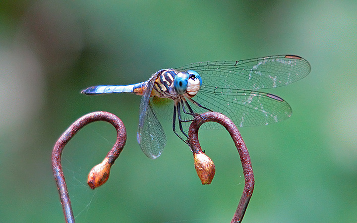 Dragonfly