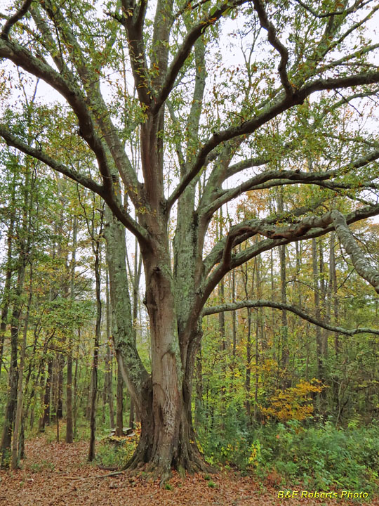 Meeting_Tree