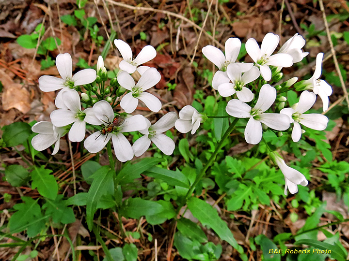 Spring_Cress