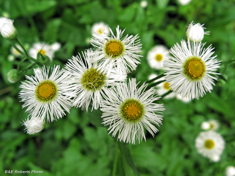 Fleabane-erigeron