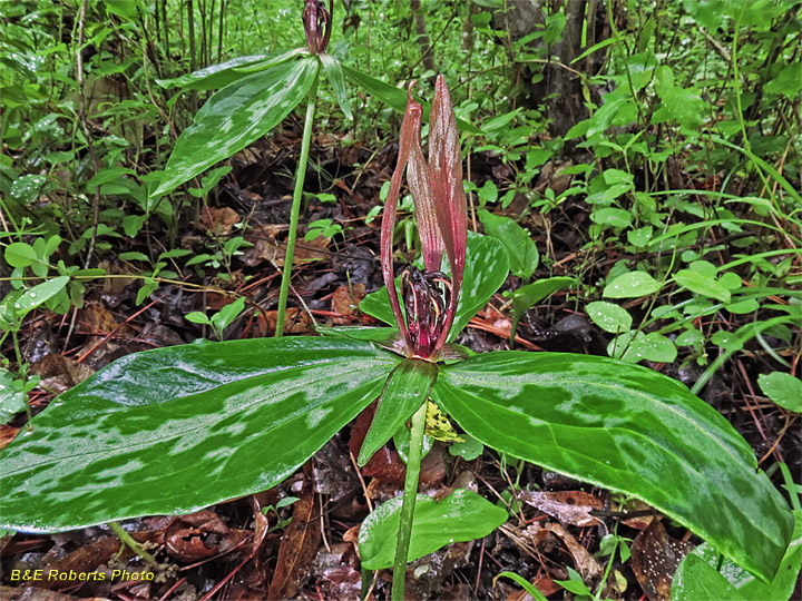 Lanceleaf_Trilliumr