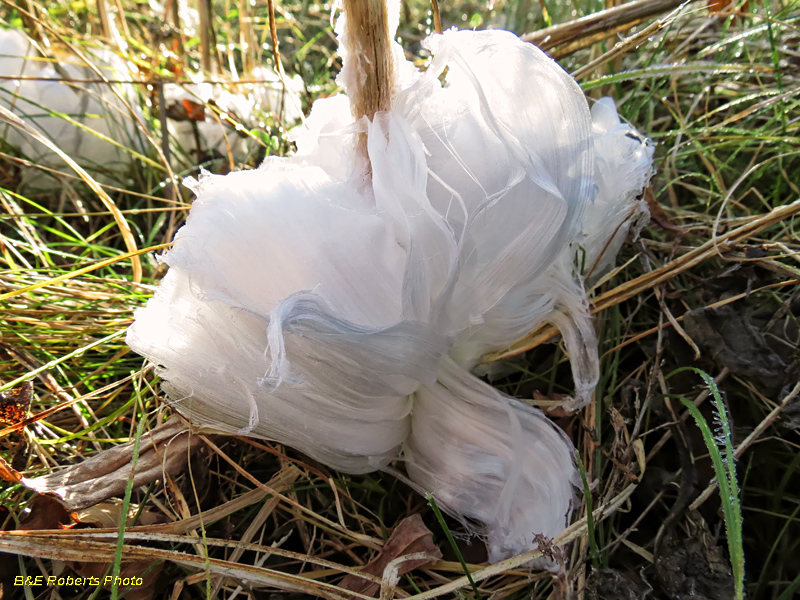 Frostweed